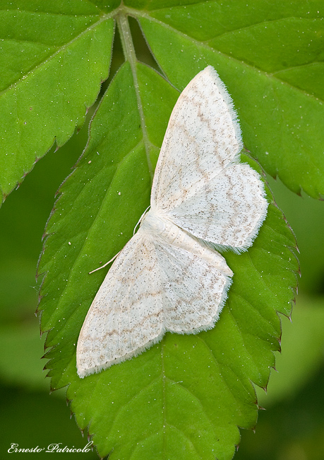 geometridae da identificare